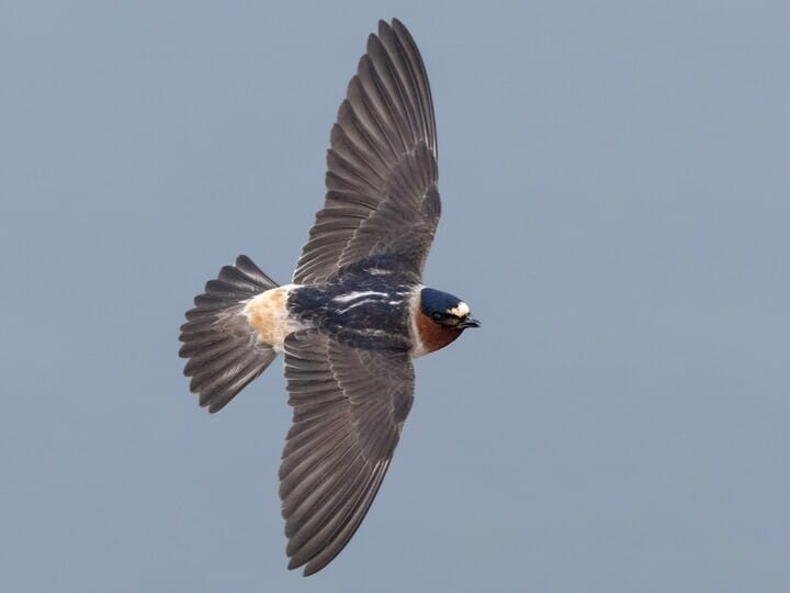 <p>Common name<br>Family</p>