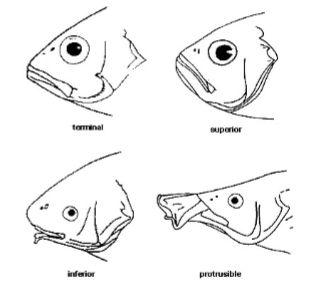 <p>terminal: body terminates at mouth that opens forward</p><p>superior (supraterminal): opens upwards</p><p>inferior (subterminal): opens downwards</p><p>protrusible: can extend</p>