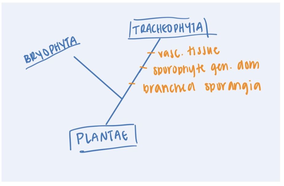 <p>Archaeplastida: Viridiplantae: Plantae<strong>: Tracheophyta (2: synapomorphies) </strong></p>