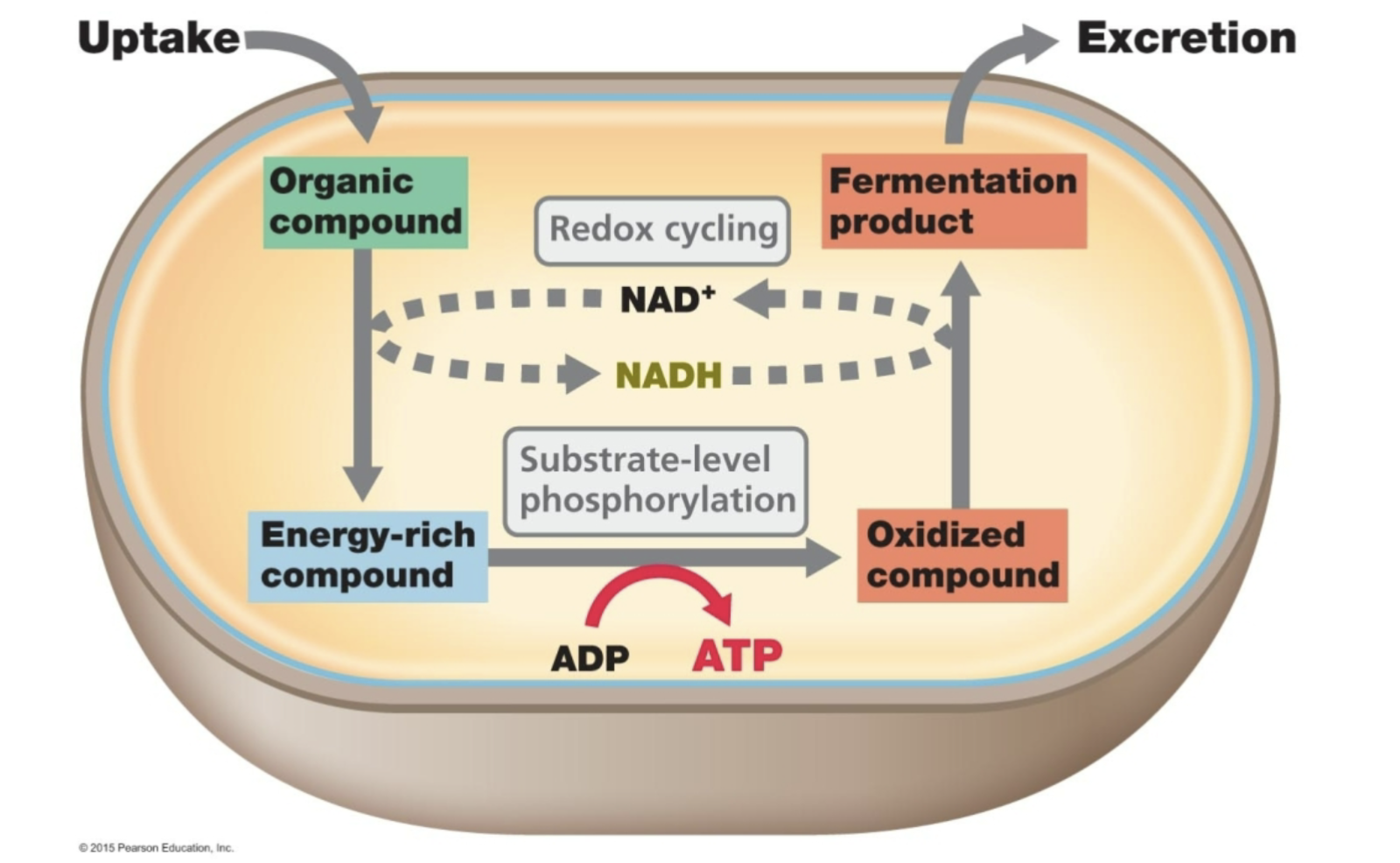 <p>- Put the e- from NADH back onto a breakdown product of the original substrate</p><p>2) Fermentation</p><p>2 Pyruvate 2 Lactate + 2 H+ 2 NADH 2 NAD+</p><p>e.g. Homofermentative lactic acid bacteria</p><p>2 Pyruvate 2 Ethanol + CO2 </p><p>2 NADH 2 NAD+</p><p>e.g. Yeast</p>
