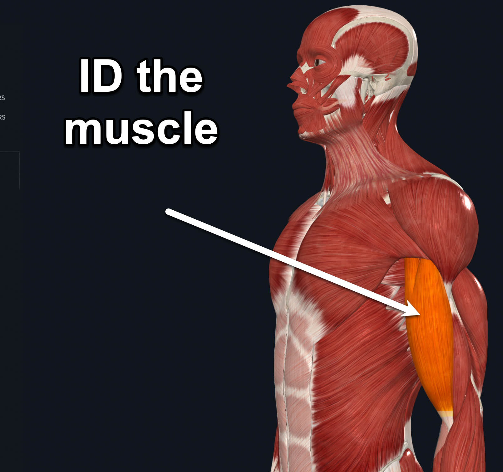 term image
