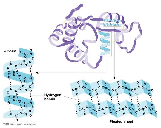 <p>regular coiling and folding of a peptide chain</p><ol><li><p>alpha helix</p></li><li><p>beta pleated sheet</p></li></ol><p>→ can co-exist in same protein</p><p>→ formed by H-bonds between one group of amino acids (H+) and carboxyl group (O-)</p><ul><li><p>interactions between “backbone” amino acids,<mark data-color="yellow" style="background-color: yellow; color: inherit;"> NOT r-group</mark></p></li></ul><p></p>