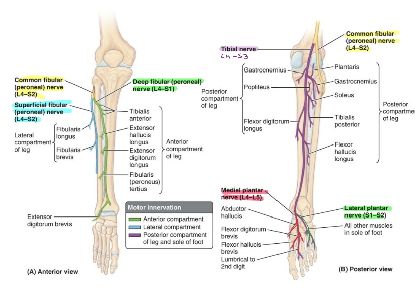 <p>sciatic (L4-S3)</p><ul><li><p>superior angle of popliteal fossa</p></li><li><p>common peroneal (fibular) (L4-S2)</p><ul><li><p>superficial peroneal (fibular) (L4-S2)</p></li><li><p>deep peroneal (fibular) (L4-S1)</p></li></ul></li><li><p>tibial (L4-S3)</p></li></ul><p></p>