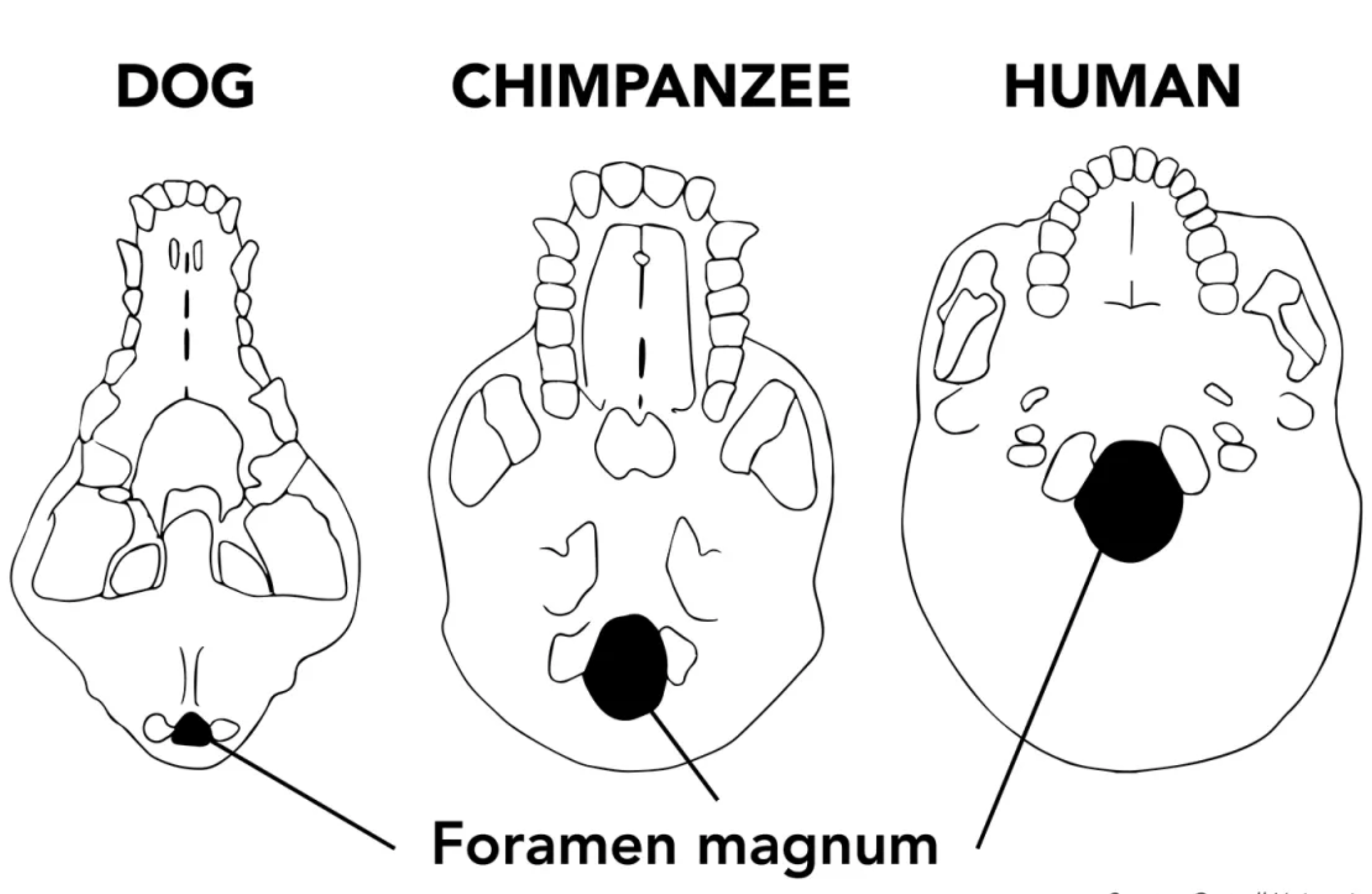 <p>Foramen Magnum</p>