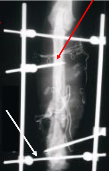 <p>¿Qué indica la flecha roja?</p>