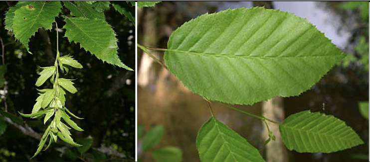 <p>Family<br>Genus<br>Species<br>Common Name</p>