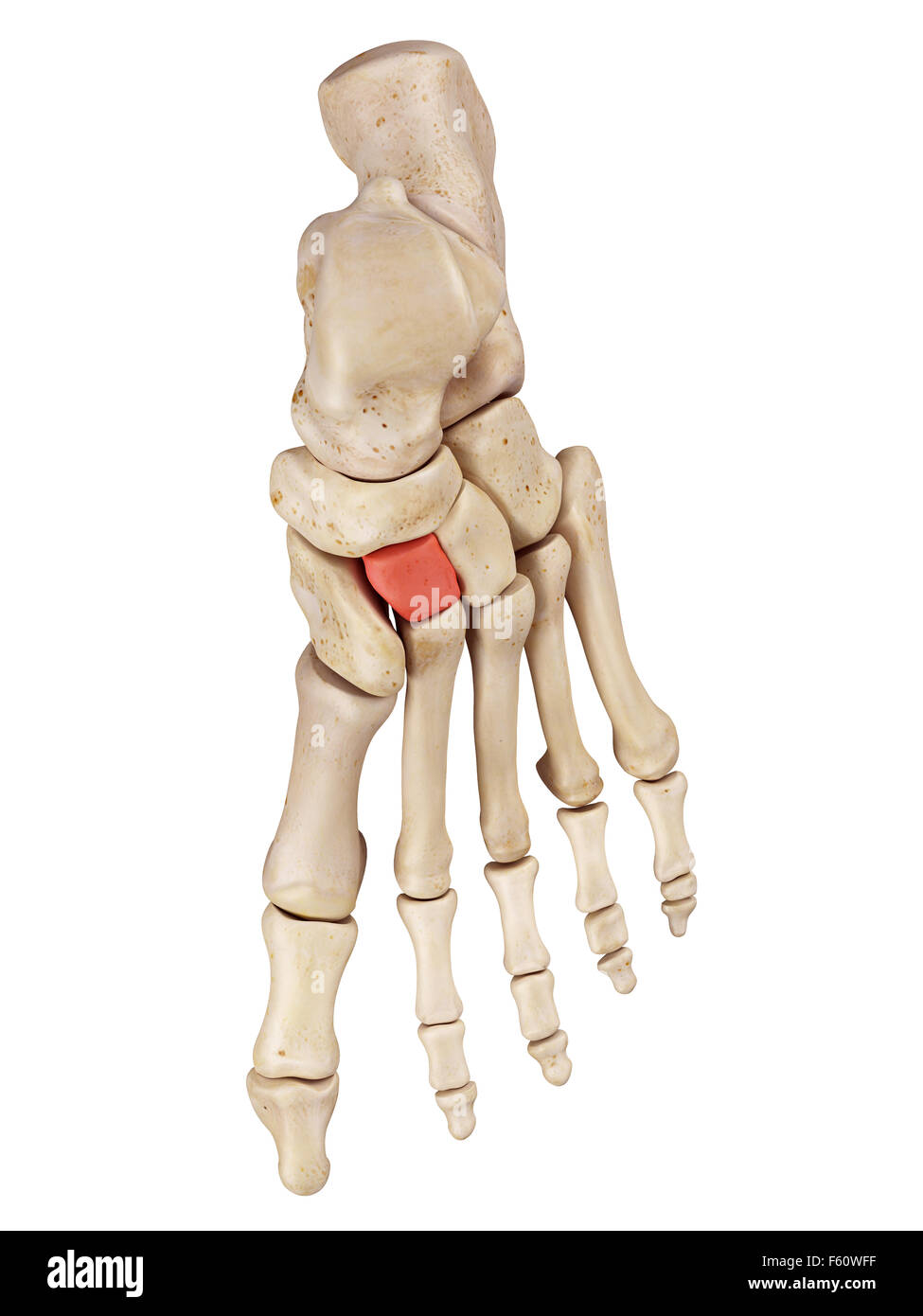 <p>What foot bone is this?</p>