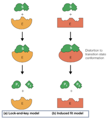 <p>lock and key model</p><p>induced fit model</p>