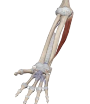 <p>what muscle and action is this </p>