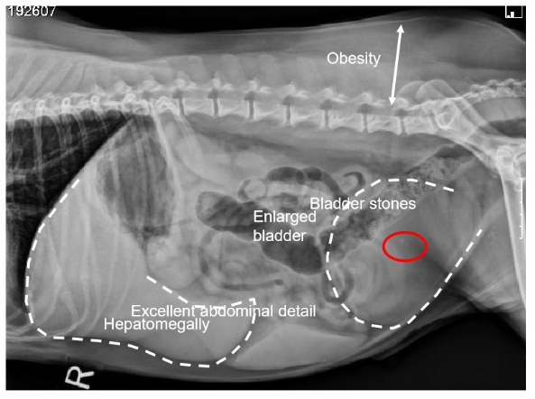 <ul><li><p>contrast provided by intraabdominal fat</p></li></ul><p></p>