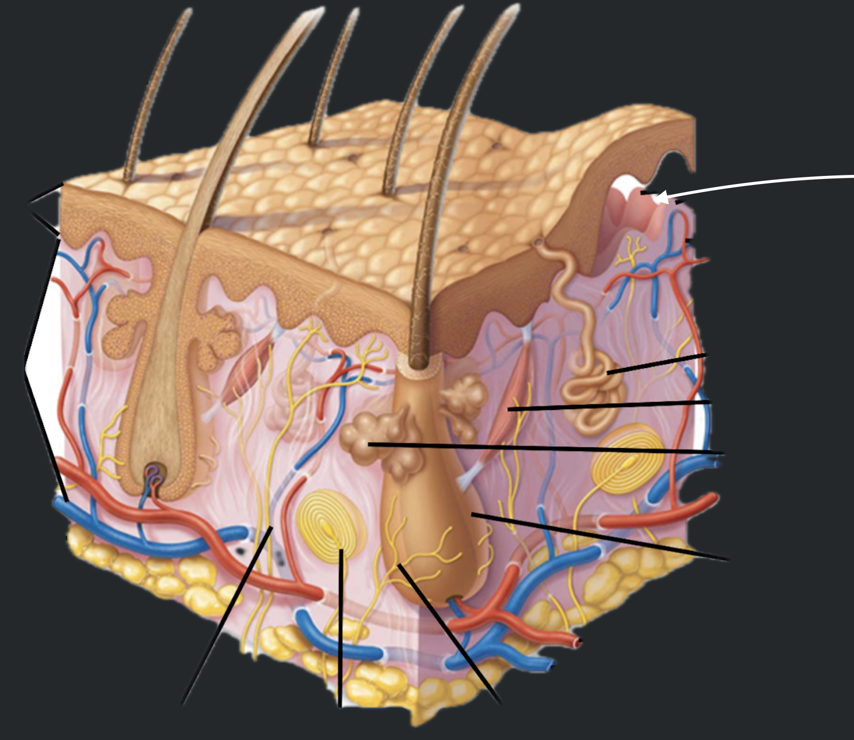 term image