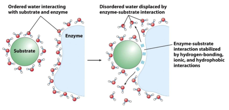 <p>ordered + enzyme-substrate</p><p>non polar solutes cause water to be constrained into more orderly orientations along interface</p><p>polar cause constrained water molecular motion to lesser degree bc compensatory electrostatic interactions</p><p>disruptions of ordered water drives interaction of polar substrates with the complementary polar surface of an enzyme</p><ul><li><p>entropy increases as the water molecules associated with the substrate and enzyme are displaced</p></li></ul><p></p>