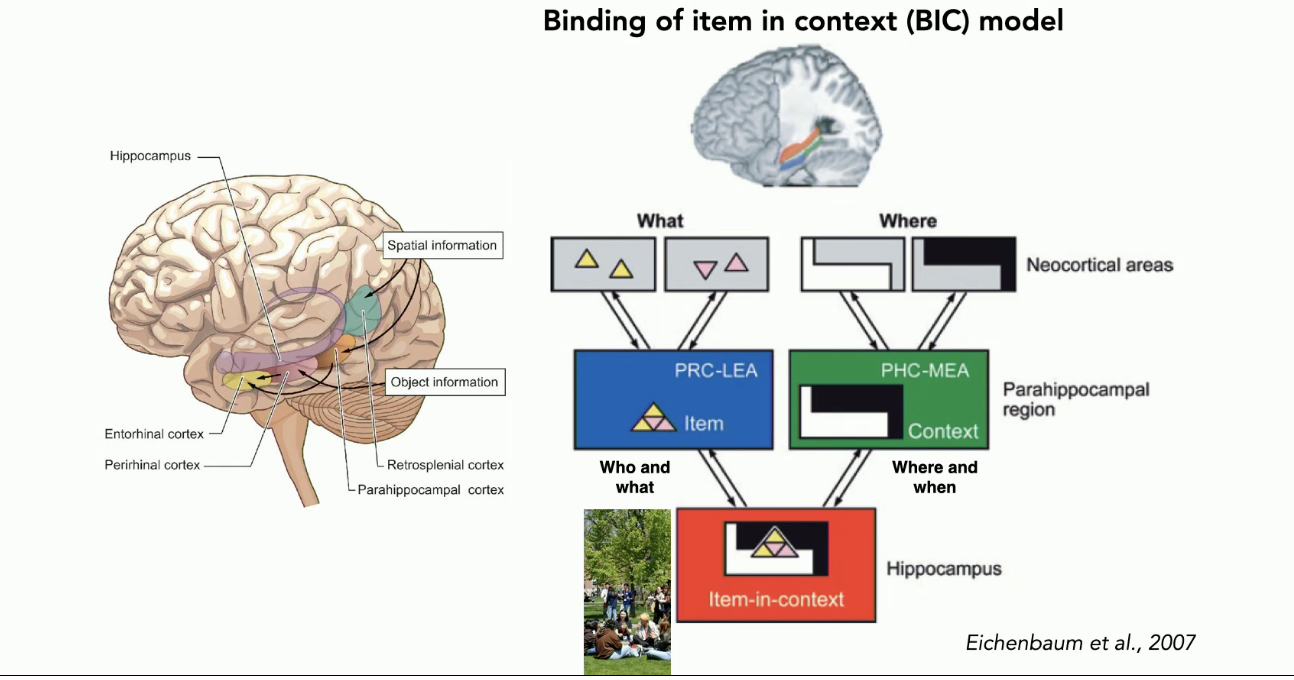 <ul><li><p>the neocortical areas (the rest of the brain) have representations of what an wear (object and spatial representations)</p></li><li><p>these representations get fed forward into the perirhinal and parahippocampal cortex </p></li><li><p>both the PHC and PRC converge into the hippocampus</p></li><li><p>hippocampus is in a good spot to </p><ul><li><p>get all in of these different type of information</p></li><li><p>bind all the information together</p></li></ul></li></ul><p></p>