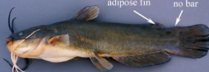 <p>What fish is this</p>