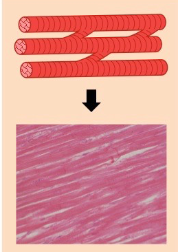 <p>• Short and branched</p><p>One centrally located nucleus</p><p>Intercalated discs join cardiac muscle cells</p><p>Striated and involuntary</p><p>• Contraction of cardiac muscle will pump blood to body organs</p><p>•  Located only in the heart</p>