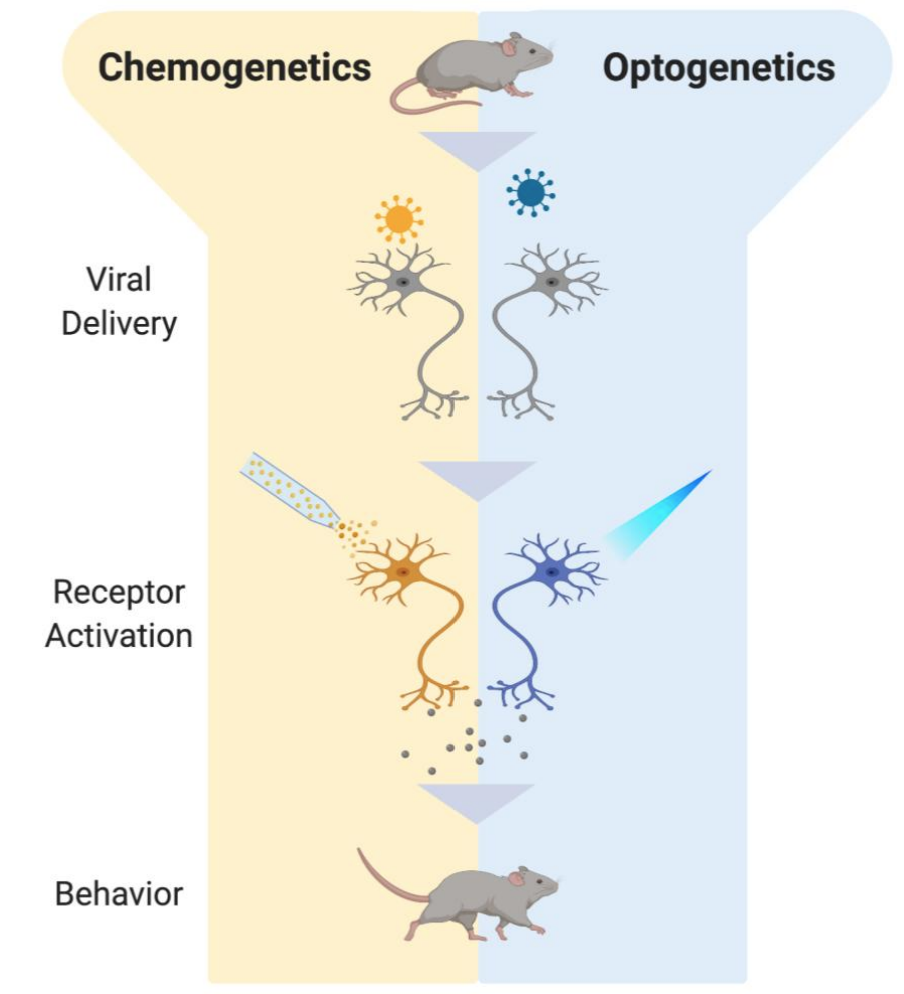 <ul><li><p><strong>Selectively target</strong> a specific cell in a specific area (e.g. 5-HT cells in DRN, NA cells in LC)</p></li><li><p>Reversibly activate or inactivate that cell type</p></li><li><p>Optogenetics more popular; much better temporal resolution and fewer confounds</p></li></ul><div data-type="horizontalRule"><hr></div><ul><li><p>optogenetics (way more common than chemogenetics) - activation of neurons w light that have been genetically sensitized to light - almost every study is like that (can turn neuron off / on)</p></li><li><p>plant fiber to deliver light - observe (behavioural?) consequences when light delivered - extremely selective + fast </p></li><li><p>great spatial + temporal resolution - due to reliance on light</p></li></ul><p></p>