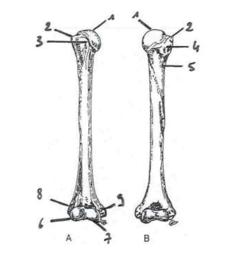 <p>7</p>