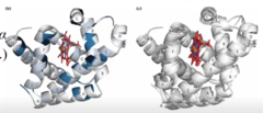 <p>sequence, structural</p><p>black = same AA (proximal and distal AA)</p><p>blue = similar AA</p><p>white = different AA</p>