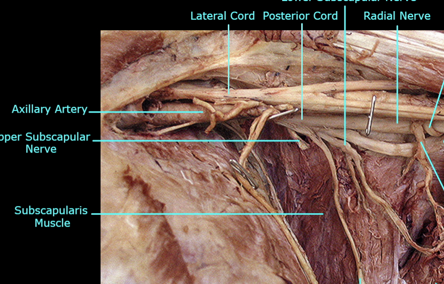 <p>What are the 2 unlabeled arteries at the very right of this image?</p>