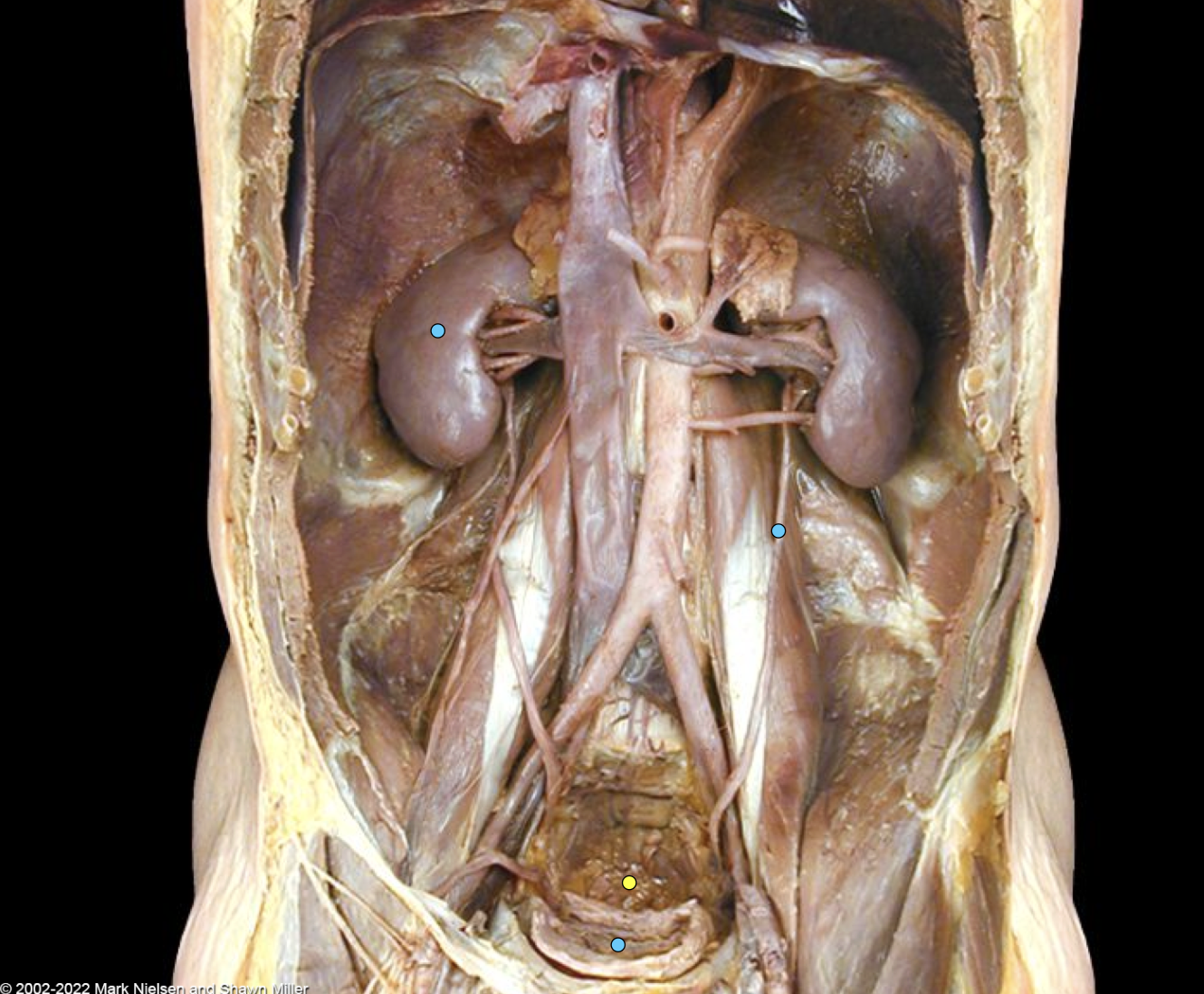 knowt flashcard image