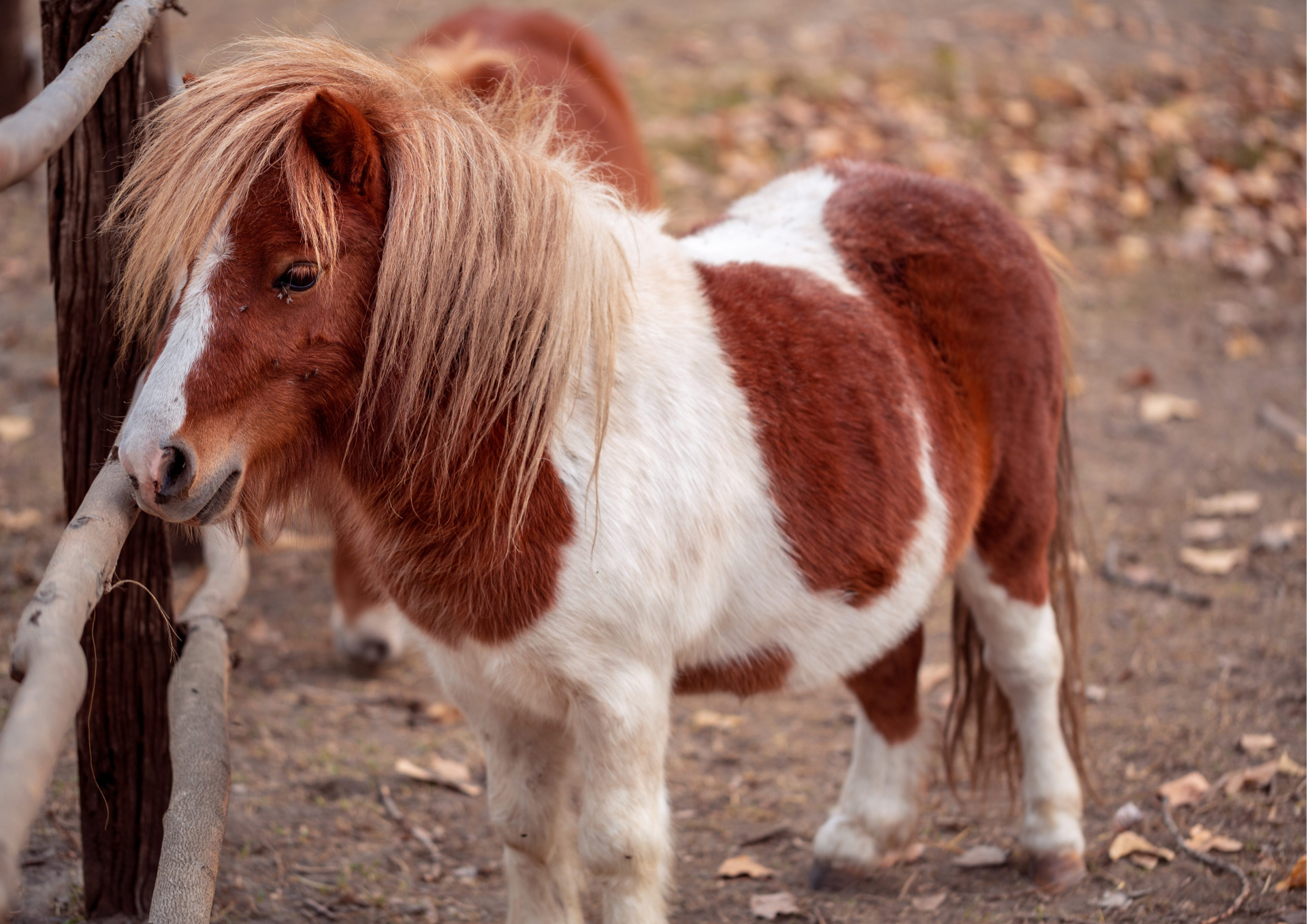 <p>miniature horses </p>