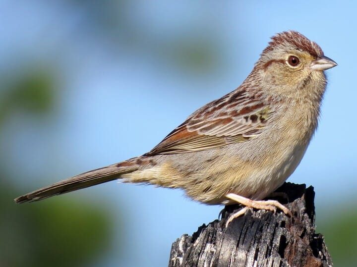 <p>bachman’s sparrow</p><p>very gray sparrow<br>chestnut on crown/wings</p>