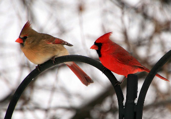 <p>Cardinals have two adaptations: _______ beak for cracking seeds and feet for ________.</p>