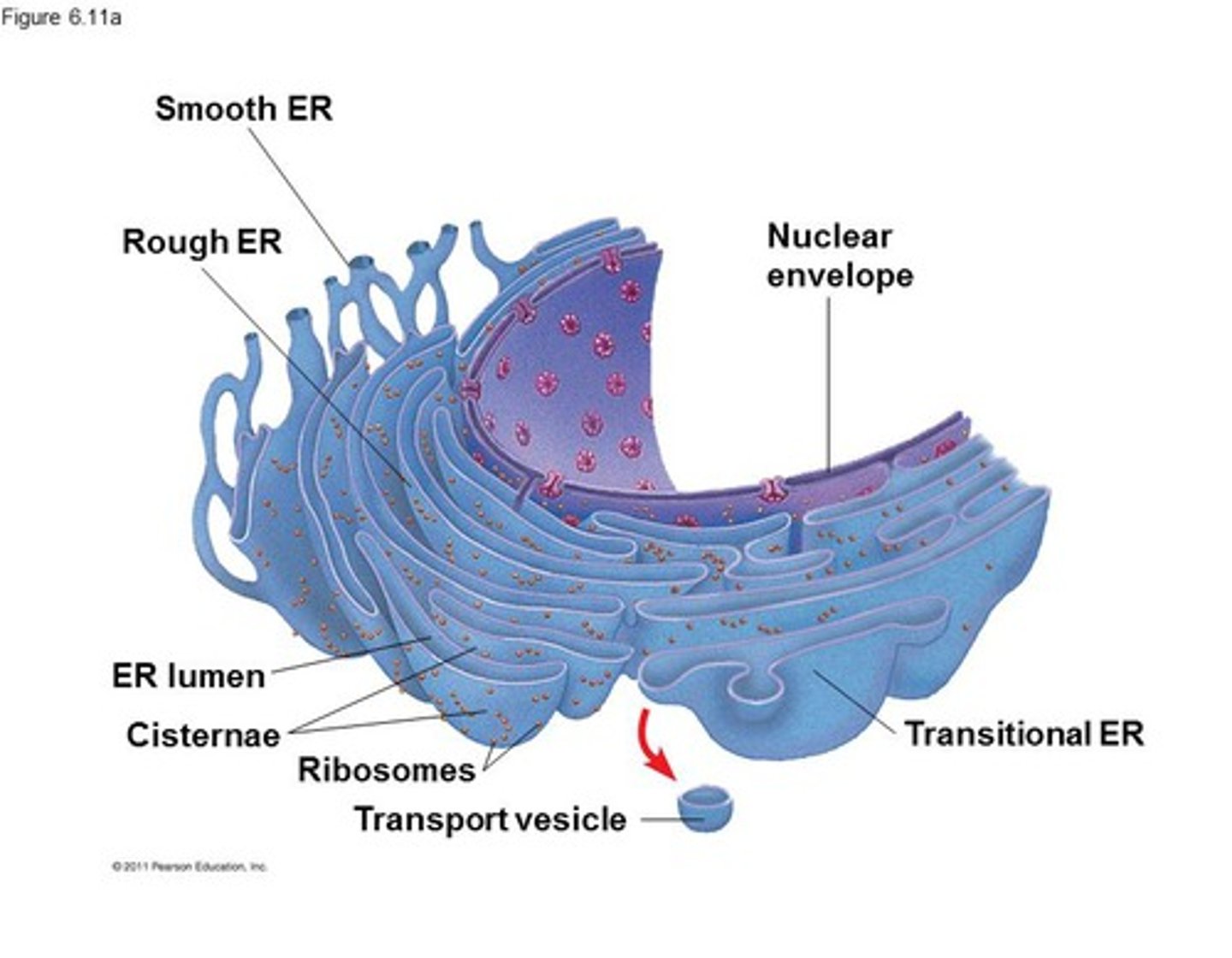 <p>site of protein synthesis</p>