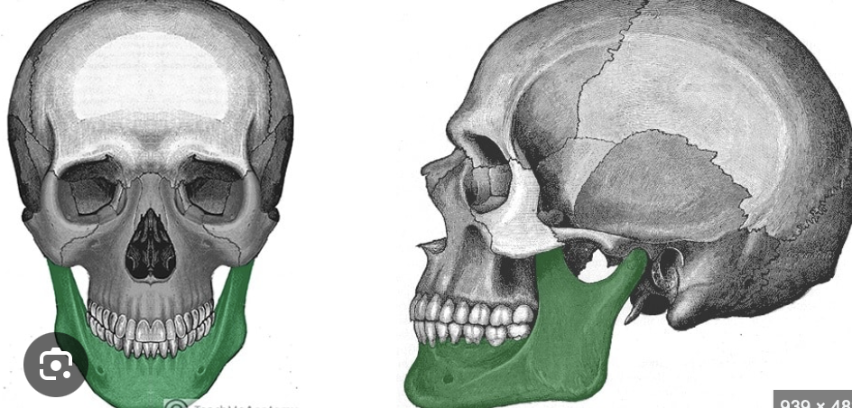<p>Hint -  lower jaw bone</p>