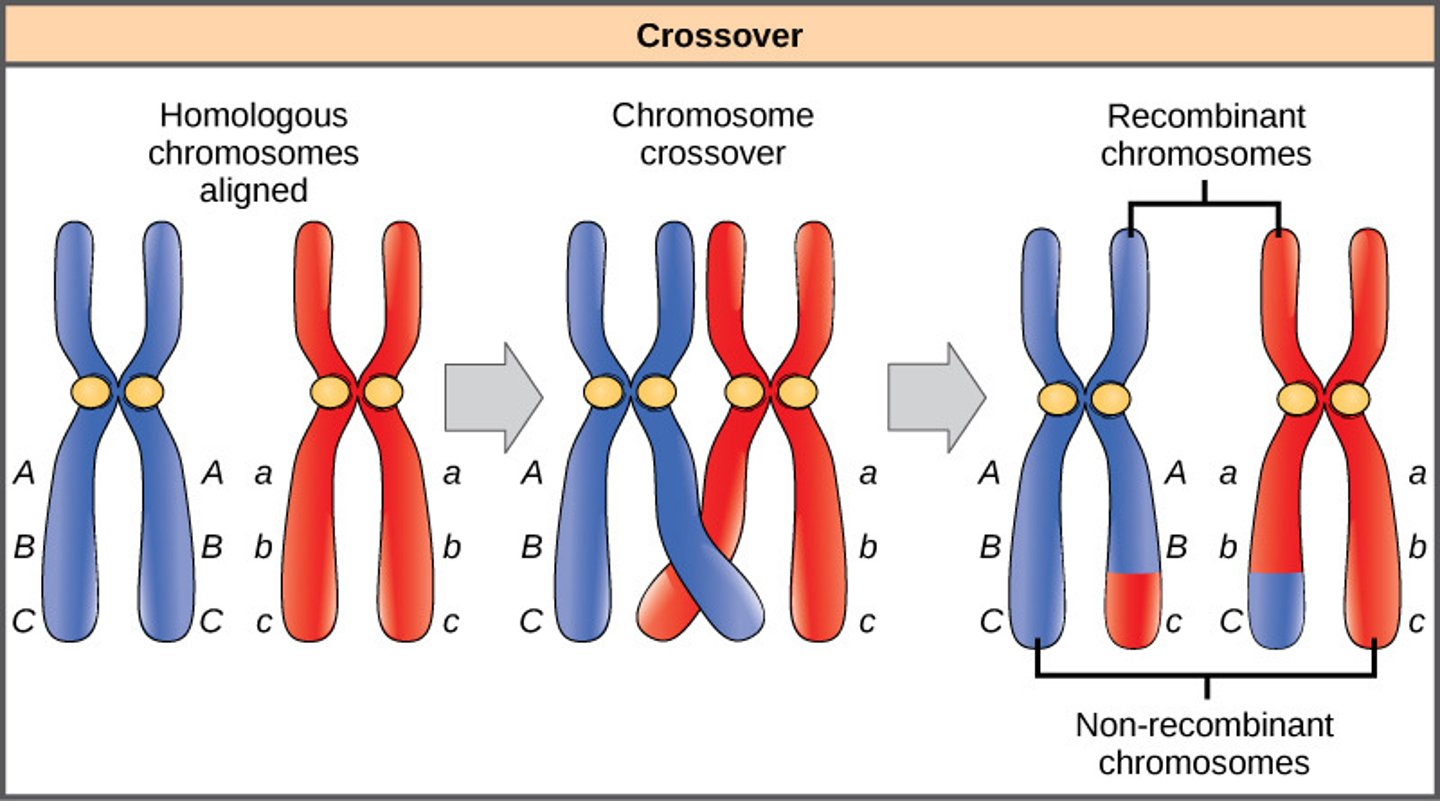 <p>the mechanism that breaks linked genes, genes close together travel together</p><p>-</p>