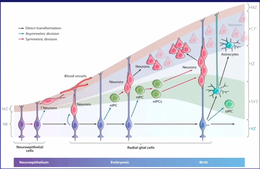 <ul><li><p>neuro-ephiteelial cell wordt radial glia cell » direccte transformatie</p></li><li><p>uit die radial glia worden neuronen geboren, haken aan dendriet en klimmen naarboven in de cortex</p></li><li><p>later oligodendrocieten</p></li></ul><p></p><ul><li><p>directe formatie, asymmetrische deling, symmetrische deling</p></li><li><p>symmetrische deling stamcel in neuronen (dan is die moeder cel weg) gebeurt pas later in ontwikkeling, anders ben je stamcellen kwijt</p></li></ul><p></p>