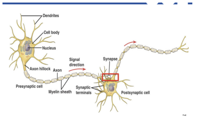 <ol><li><p><span><strong>Vesicles &amp; Transport</strong>: <strong>Synaptic vesicles</strong> (tiny sacs) carry chemical messengers called <strong>neurotransmitters</strong> to the very end of the neuron (the <strong>axon terminal</strong>).</span></p></li><li><p><span><strong>The Release</strong>: The electrical impulse pushes these vesicles to the edge, where they release the <strong>neurotransmitters</strong> into the <strong>synapse</strong> (the tiny gap between neurons).</span></p></li><li><p><span><strong>The Binding (Lock &amp; Key)</strong>: The neurotransmitters float across the gap and <strong>bind to receptors</strong> on the next neuron. Like a <strong>lock and key</strong>, each chemical only fits its specific receptor to pass the signal along.</span></p></li></ol><div data-type="horizontalRule"><hr></div><p></p>