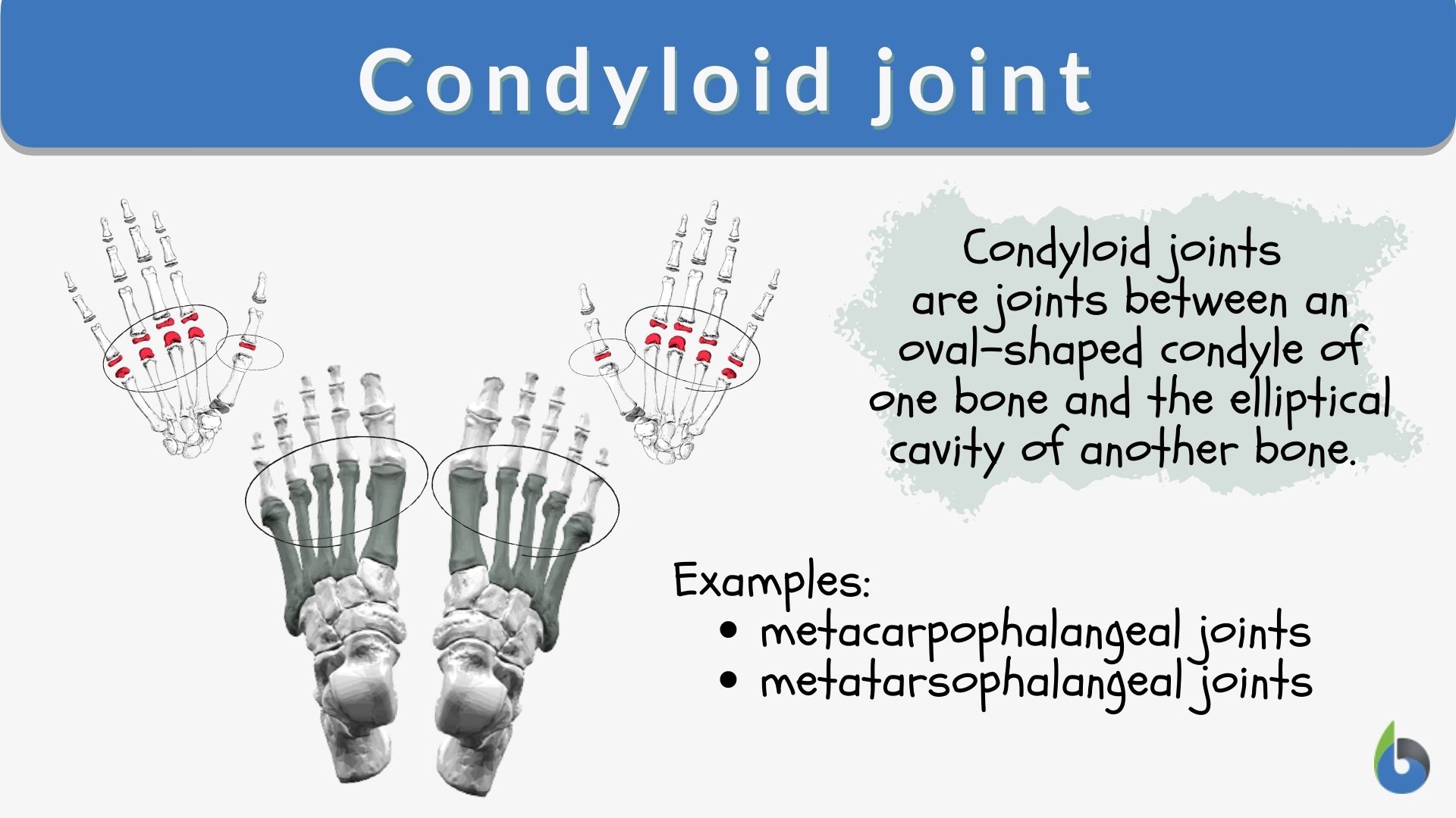 <p>convex surface into concave; think metacarpals meeting phalanges</p>
