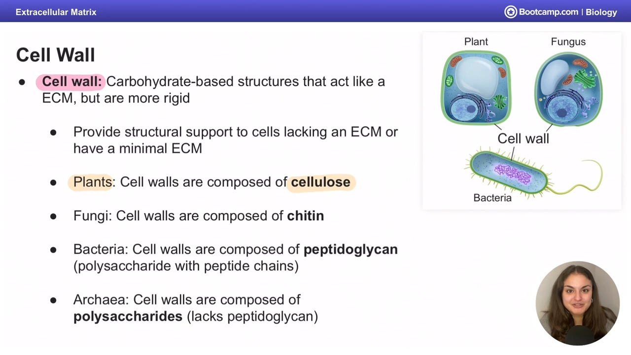 <p>carb based structures that act like an ECM but more rigid</p><p></p><p>provide support to cells without ECM or with minimal ECM</p>