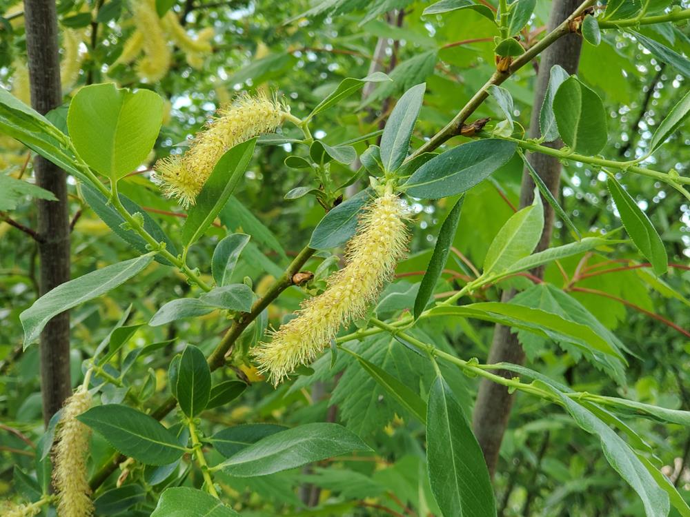 <p><span>Pacific Willow</span></p>