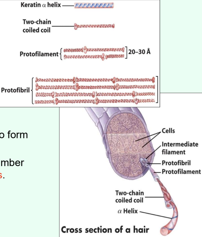 <p>What determines α-keratin strength?</p>