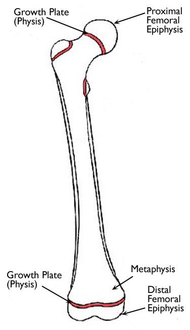 <p>epiphyseal line / plate </p>