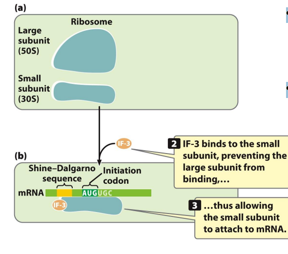 <p>• the Shine-Dalgarno sequence is in the 5’UTR of the mRNA </p><p>• IF-3 = initiation factor 3</p><p>• the anti-codon of tRNAi fmet recognizes and base pairs with the AUG start codon • pairing between the codon and anticodon is antiparallel</p><p> i.e., codon 5’AUG 3’ anticodon 3’UAC 5’</p><p>• GTP is hydrolyzed </p><p>• the initiation factors dissociate from the 30S initiation complex </p><p>• the 70S initiation complex forms</p>