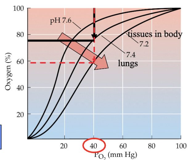 <p><strong>oxygen saturation curve</strong> → shows how much oxygen is delivered</p><p><strong>Bohr effect</strong> (CO<sub>2</sub> effect) → decrease in pH causes hemoglobin to have reduced affinity (strength of binding interaction) for oxygen, tissues have a great affinity for O<sub>2</sub></p><ul><li><p>build up of CO<sub>2</sub> in systemic tissues of body → decrease of pH in blood</p></li><li><p>decrease in pH → reduced attraction for O<sub>2</sub> in blood</p></li><li><p>therefore, a greater % is delivered to tissues</p></li></ul><p></p>