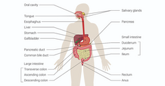 <p>Oral cavity</p>