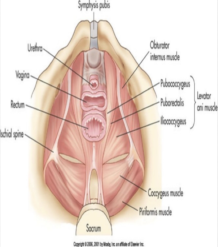 <p>Levator ani</p>