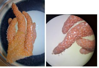 <p>¿Qué es? Taxonomia</p>