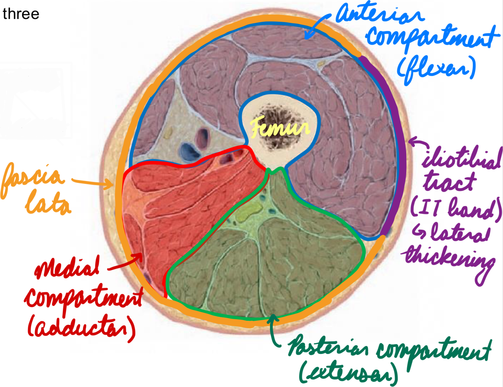 <p>3 compartments</p><ol><li><p>Anterior: Flex thing/hip + extend leg/knee</p></li><li><p>Medial: Adduct thigh/hip</p></li><li><p>Posterior: Extend thigh/hip + flex leg/knee</p></li></ol><p>Surrounded by:</p><ul><li><p>Fascia lata</p></li><li><p>Iliotibial tract (IT band): Lateral thickening</p></li></ul><p></p>