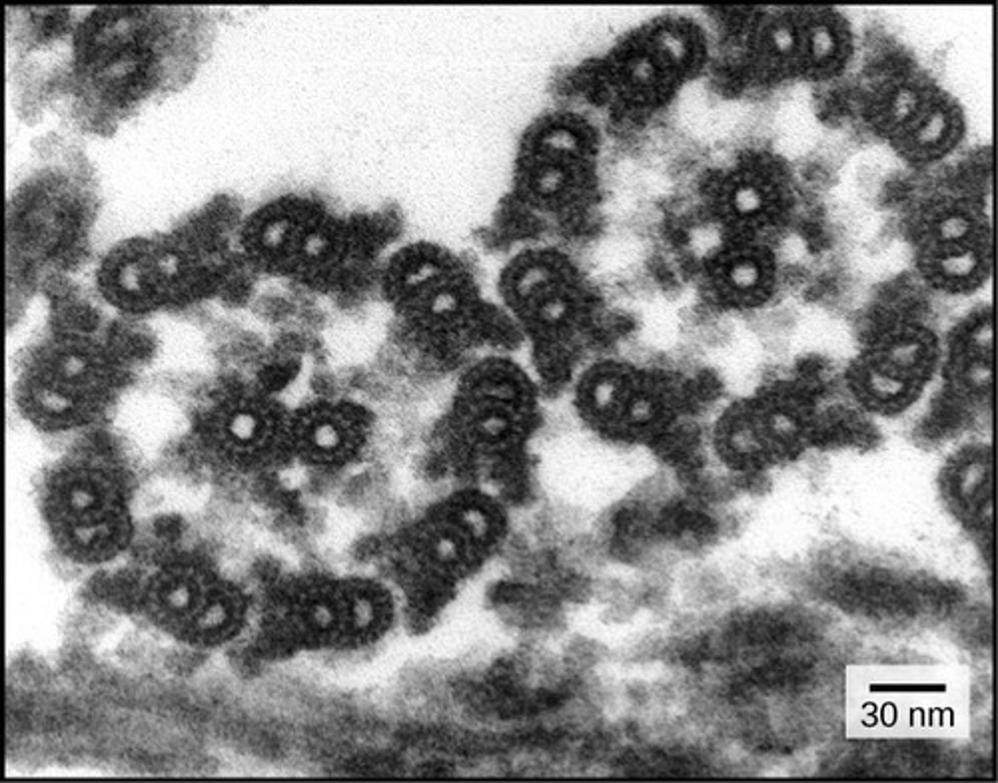 <p>cilia</p>