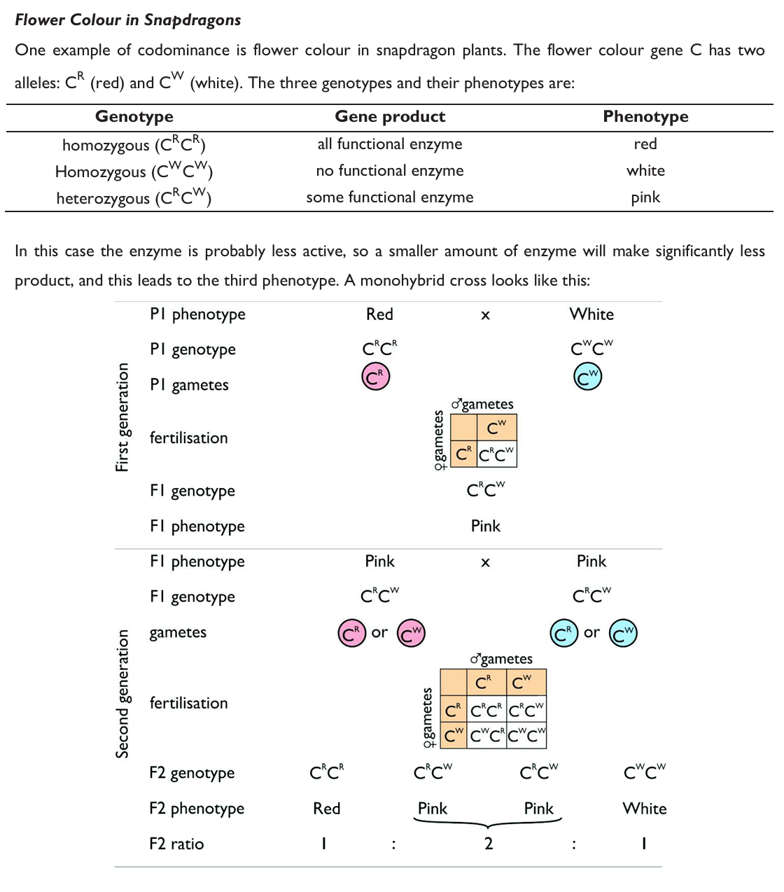 <p>It is an inheritance pattern in which both alleles in a heterozygote contribute to the phenotype. </p><p><u>Both alleles are </u><strong><u>independently</u></strong><u> and </u><strong><u>equally expressed. </u></strong></p><p>E.g. human blood group AB is the result of two alleles: A and B, both being equally expressed. Or certain coat colours in horses and cattle, reddish coat colour is equally dominant with white so animals with both alleles have coats that are roan (with a mix of red and white hairs). The red hairs and white hairs are expressed equally and independently (not blended to produce pink).</p>