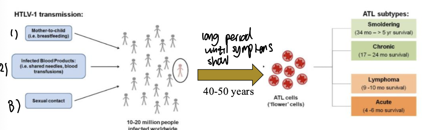 <ul><li><p><strong>Aggressive leukemia of <mark data-color="yellow" style="background-color: yellow; color: inherit;">CD4 +, CD8 -</mark> T cells that takes 40-50 years until initial symptoms show after being infected</strong></p></li><li><p><strong>Creates elevated, morphologically abnormal T cells</strong></p></li><li><p>Sx incl: <mark data-color="yellow" style="background-color: yellow; color: inherit;">Lymphadenopathy, hepatosplenomegaly, skin lesions, hypercalcemia</mark></p></li><li><p><strong><u>Associated with lytic bone lesions and poor prognosis</u></strong>, no effective treatment</p></li><li><p>Different ATL subtypes have varying survival times</p></li></ul><p></p>