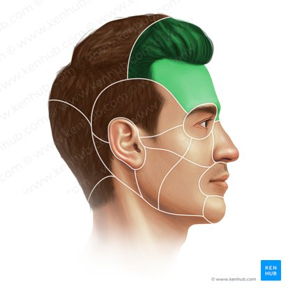<p>Forehead</p>