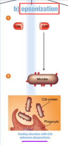 <p>Complement proteins coat surface of pathogen.</p><ul><li><p>Promotes attraction/attachment of phagocyte to pathogen.</p></li></ul><p></p><p>— 2nd Line: <mark data-color="#057b38" style="background-color: rgb(5, 123, 56); color: inherit;">Antimicrobial Substances</mark></p>