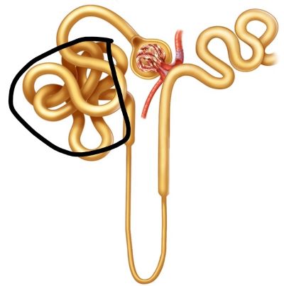 <p><span>Identify the structure highlighted in the image below. Note: this must contain the full name.</span></p>