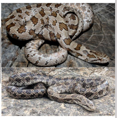 <p>Family: Colubridae</p><p>Location: Eastern 2/3 KS</p><p>ID: Gray/Tan/Brown w/ dark brown/red (rarely green) blotches; bellies checkered Cream/Yellow w/ Red/brown pattern; singular anal plate; smooth scales; backward U or V on back of head</p><p>Life/History: most common in grasslands in forests; primarily eat rodents but will also eat other reptiles; oviparous</p>